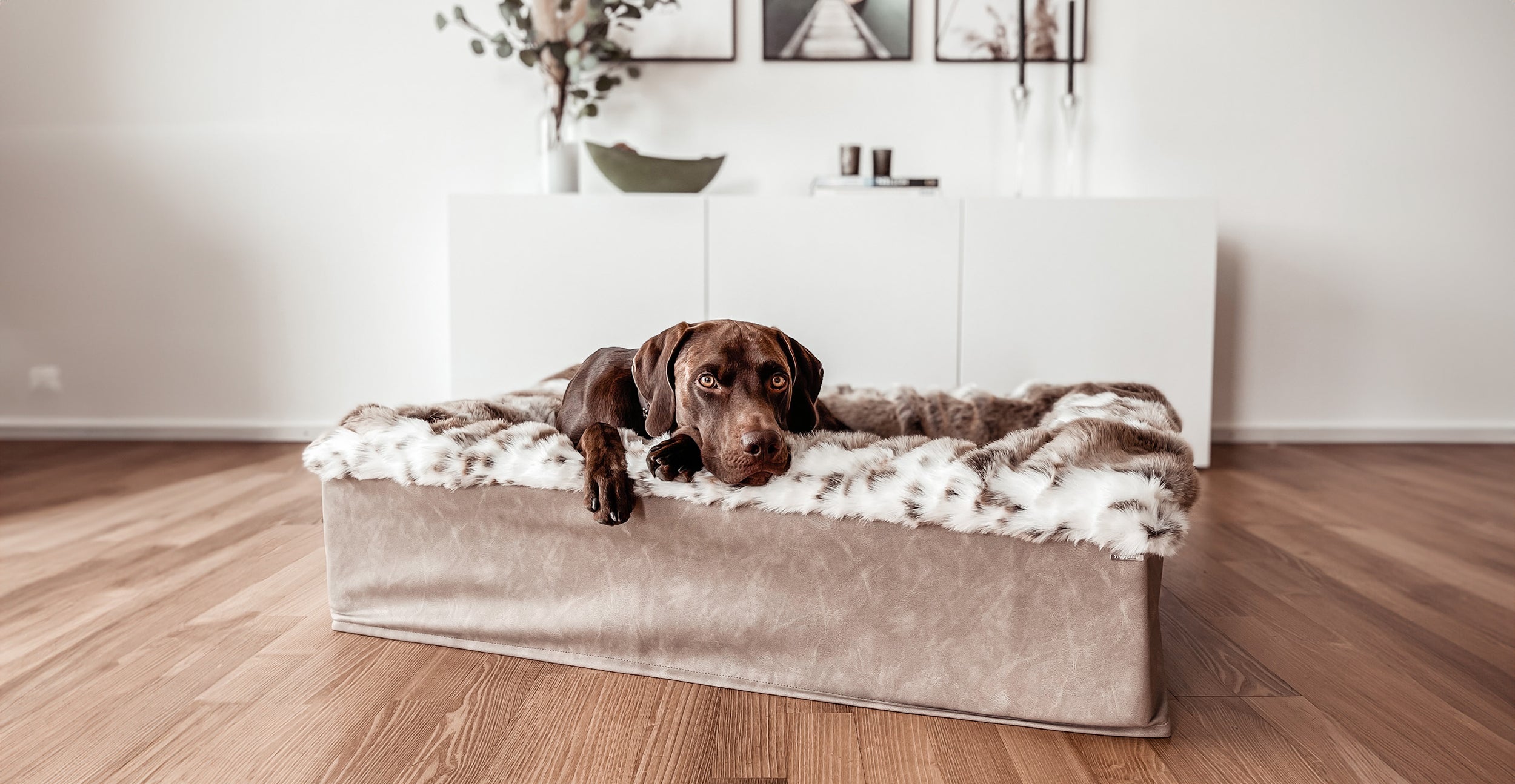 Hundebetten