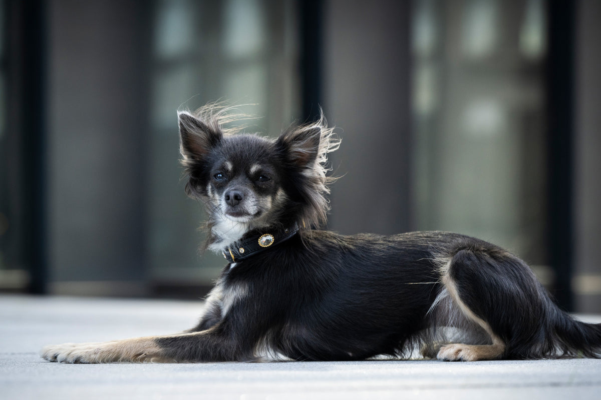 Halsbänder für Minis und Kleinhunde