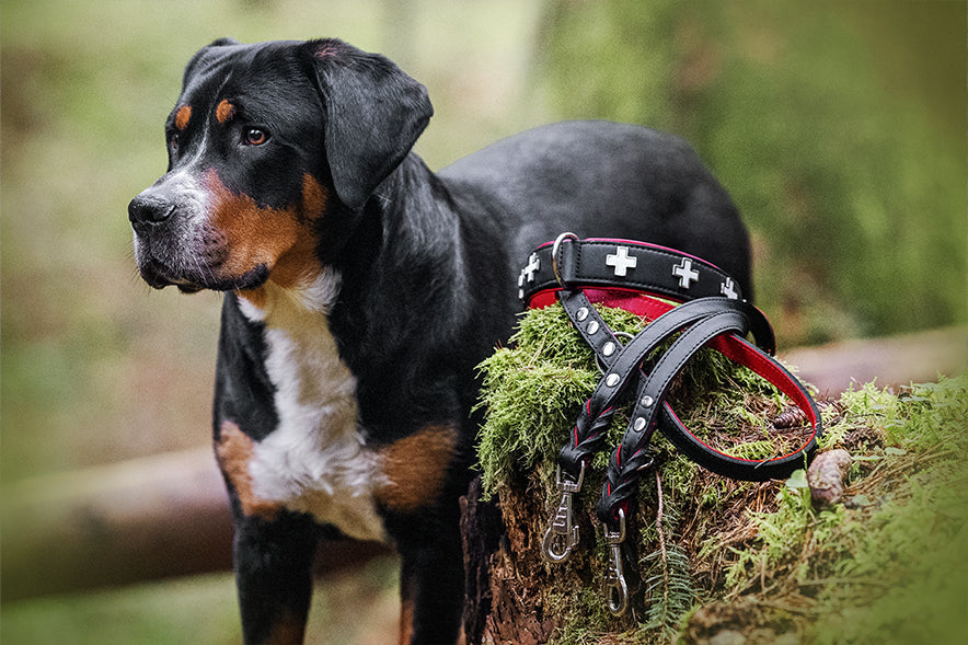 Lederleine Klassik Premium 2m Silber