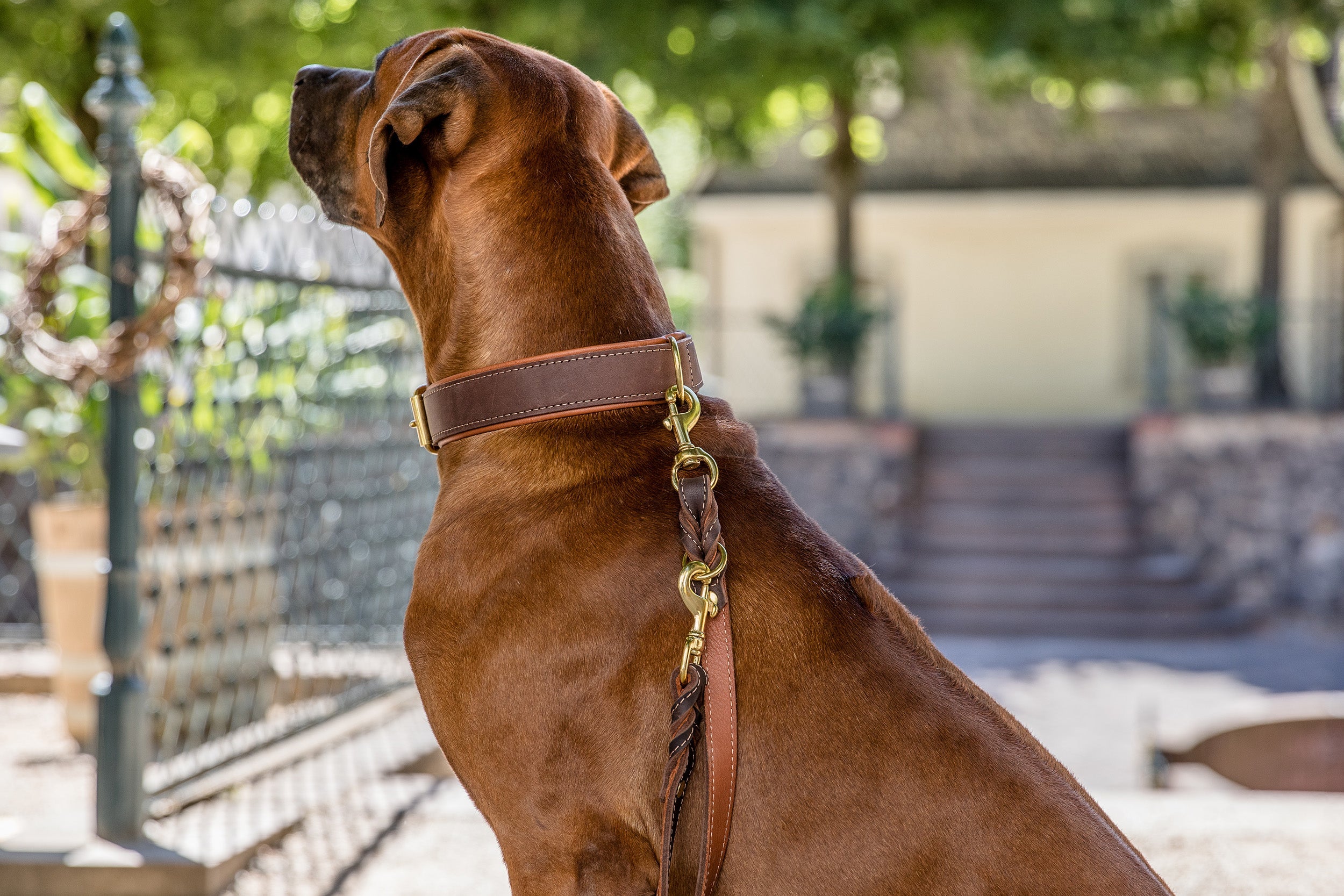 Halsband Klassik Premium Braun