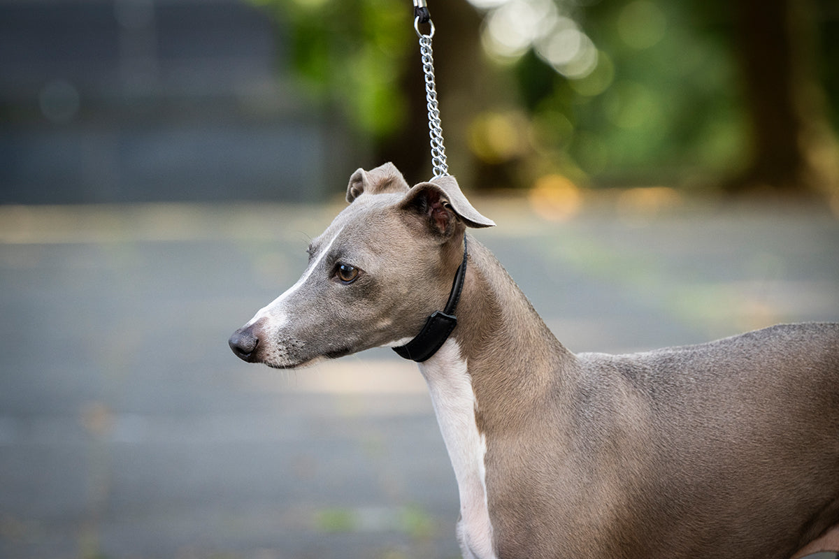 Showleine Fein mit Kehlkopfschutz Plus