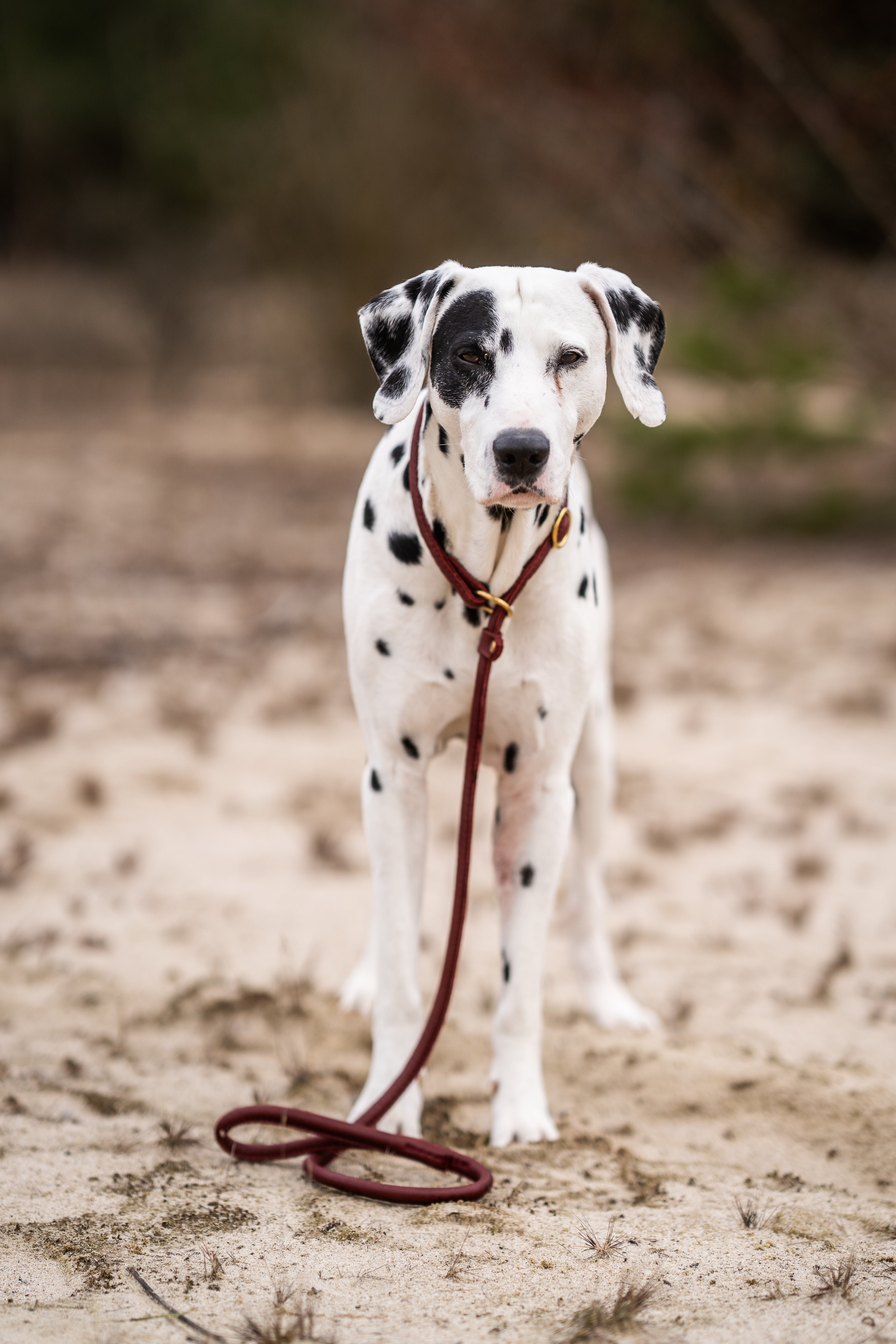 Retriever - Leine Burgundy