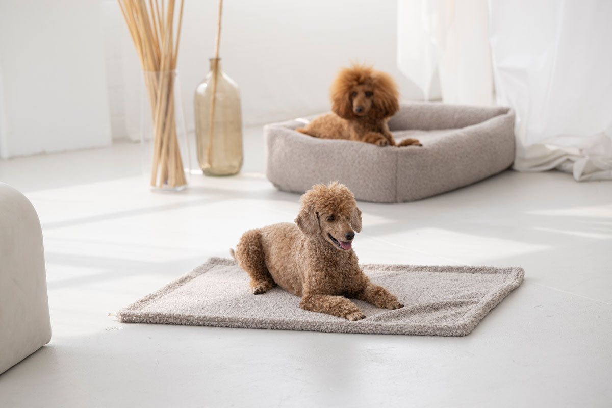 Hundereisedecke Teddy