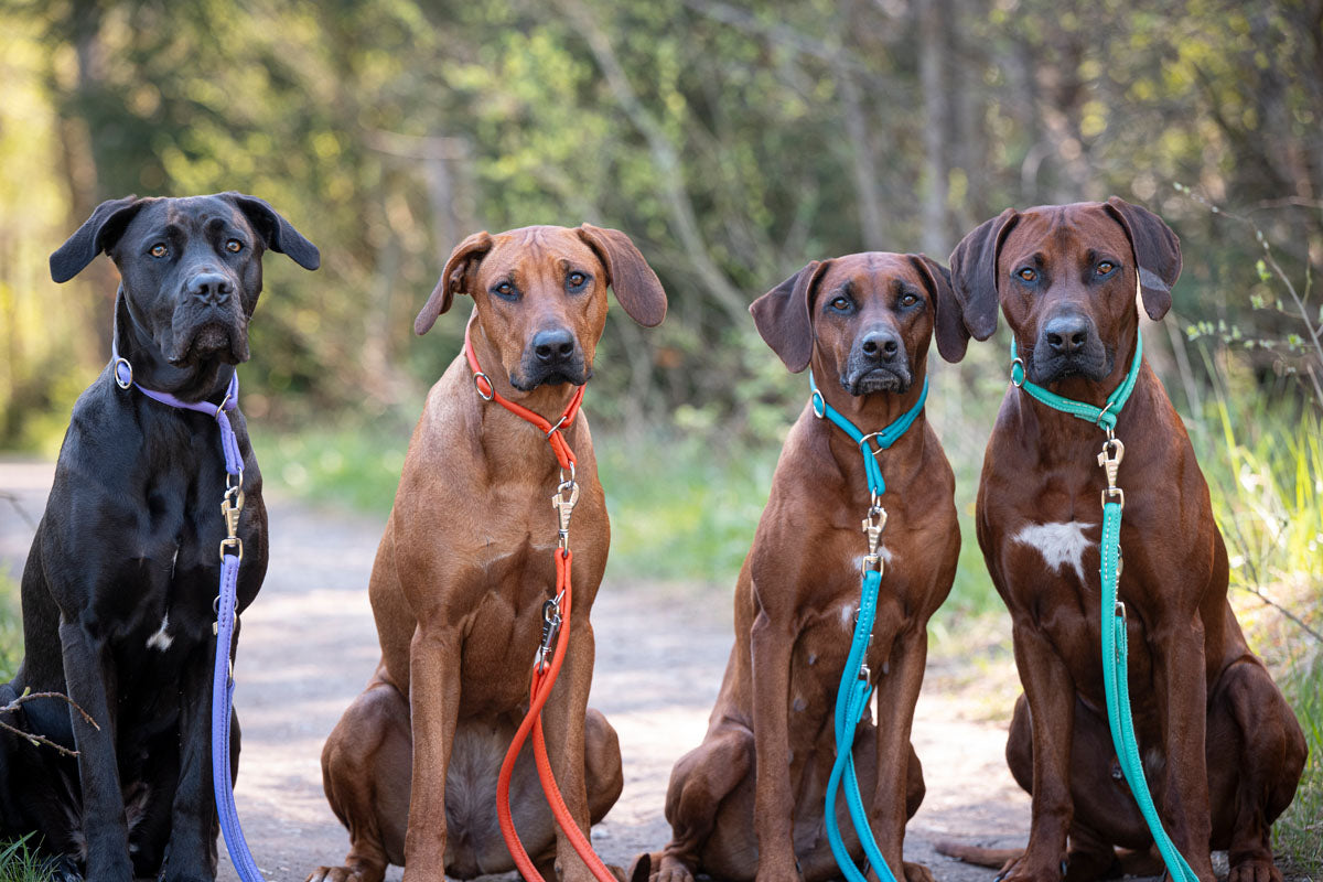 Halsband Rundgenäht Holi Color