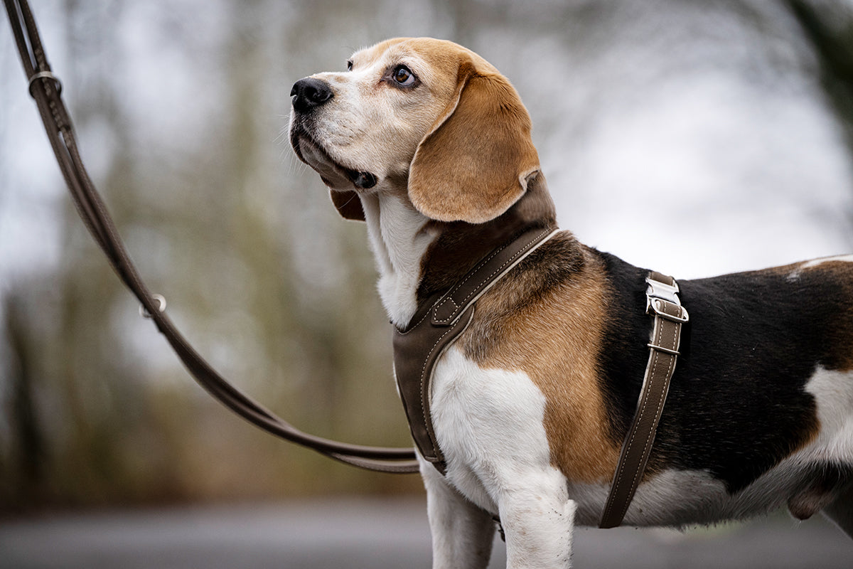 Ledergeschirr einfach verstellbar