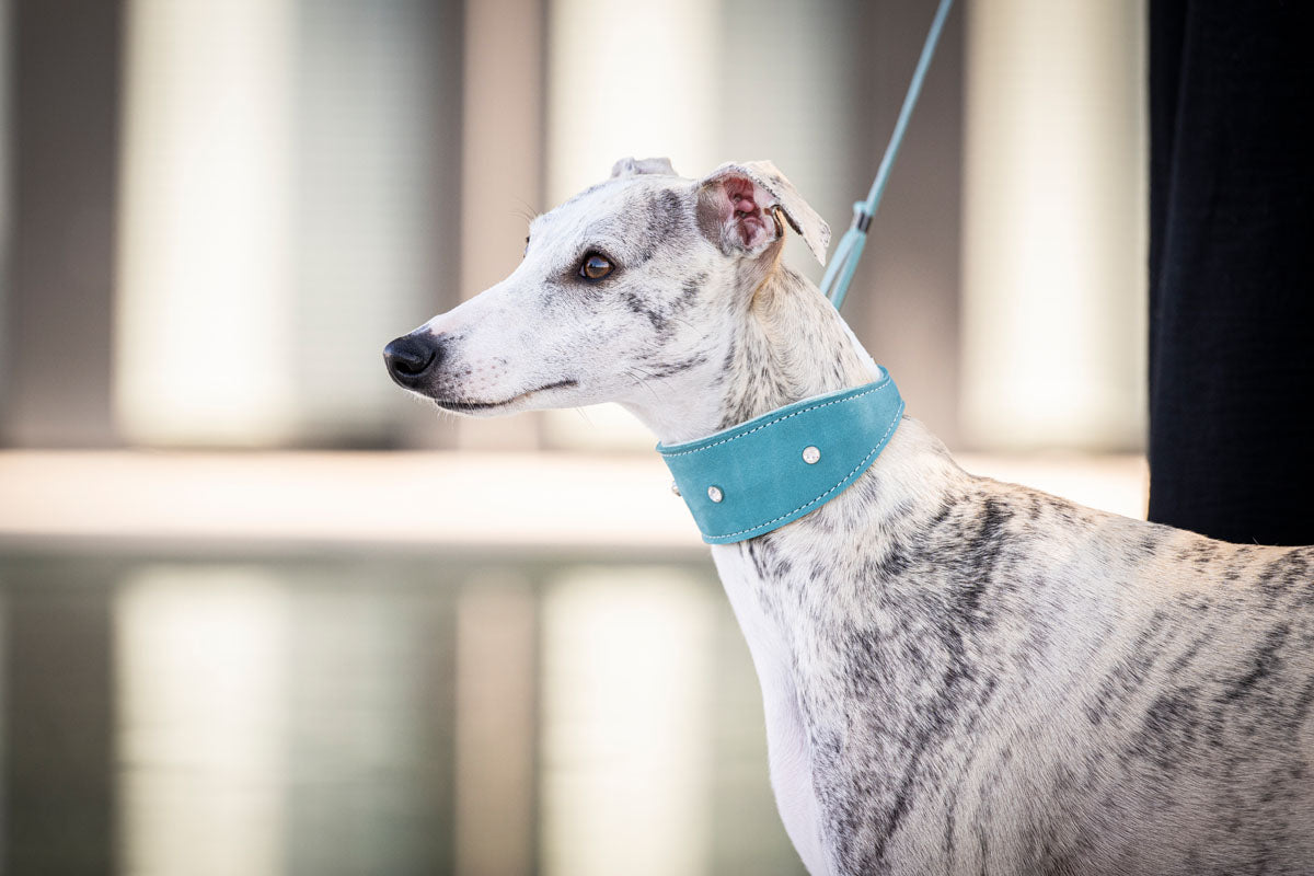 Windhundhalsband Diamond