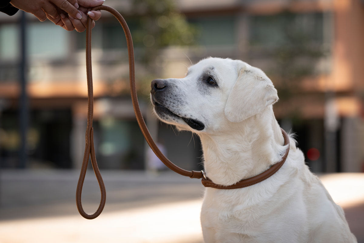 Retriever - Leine Cognac