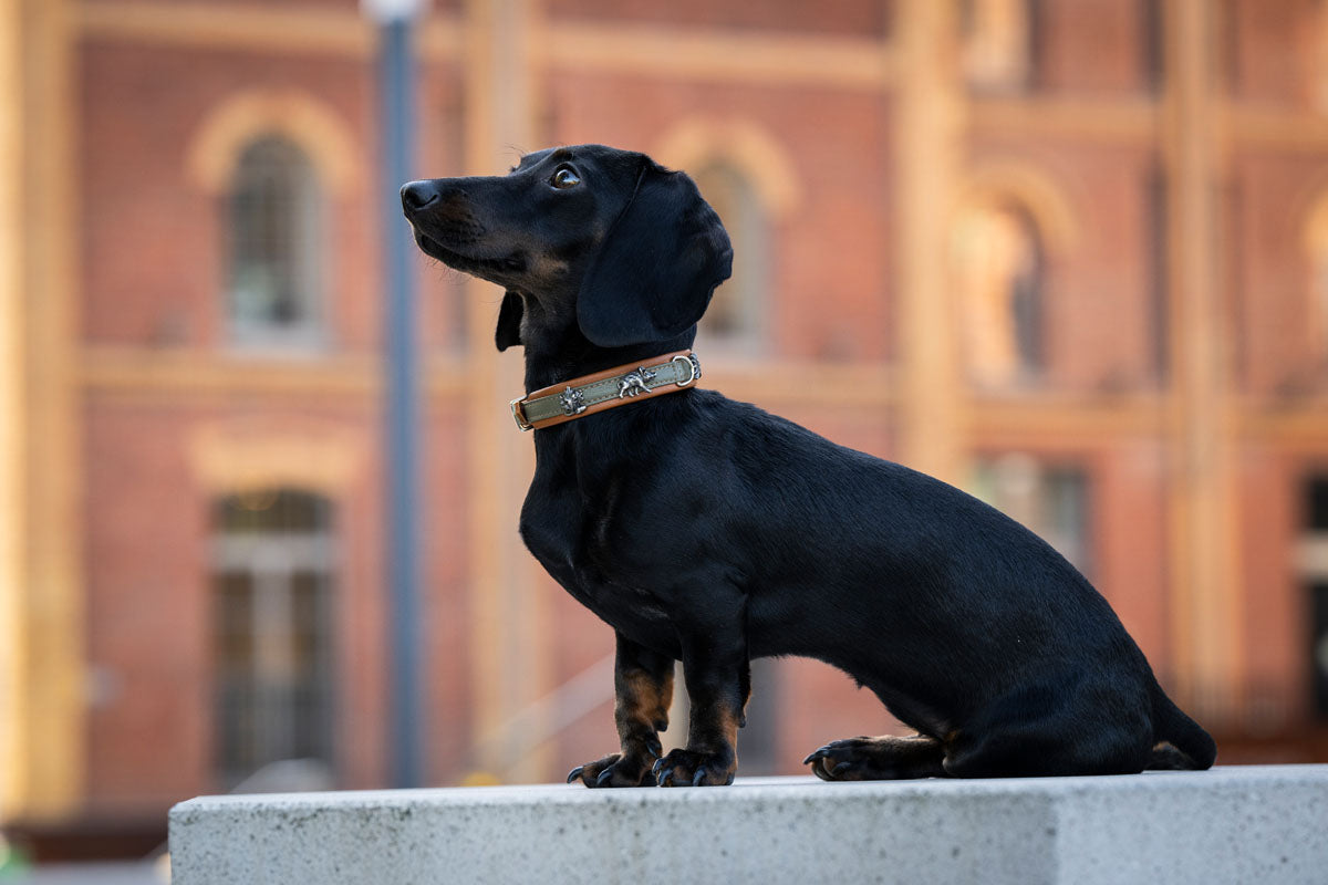 Halsband Mini Waldsheriff