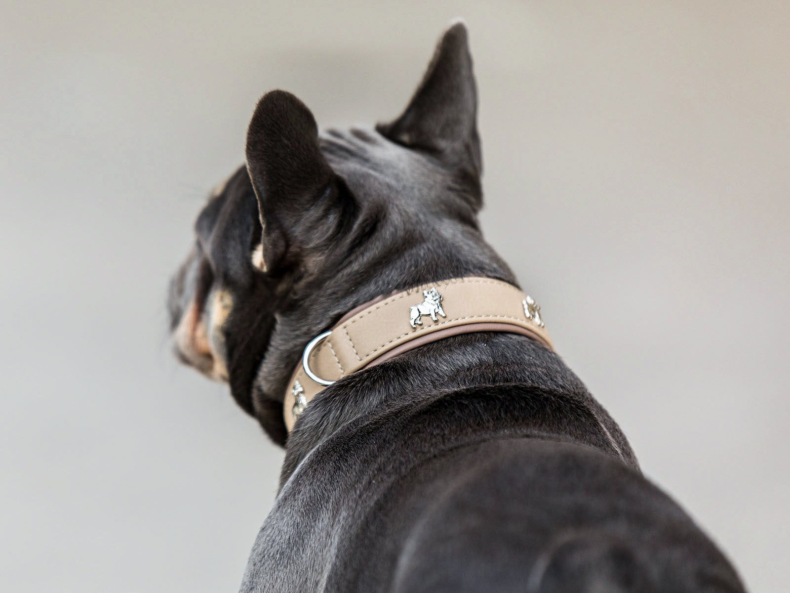 Halsband Französische Bulldogge