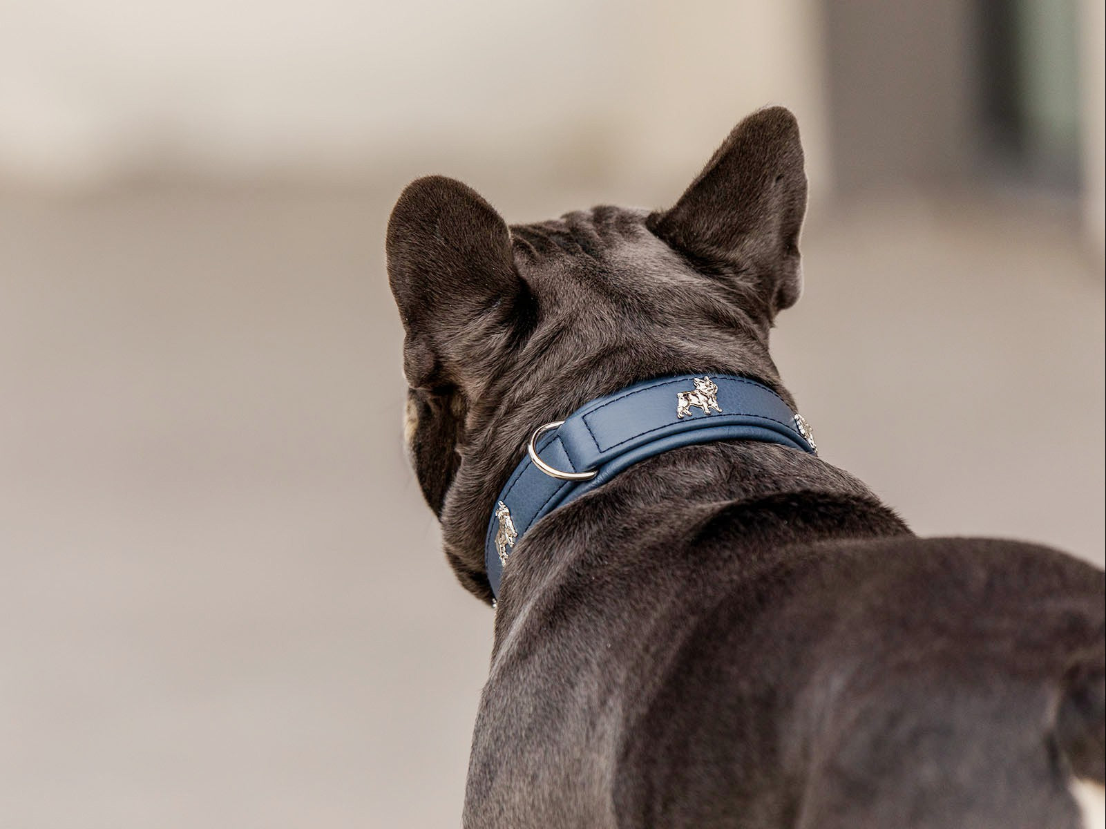 Halsband Französische Bulldogge