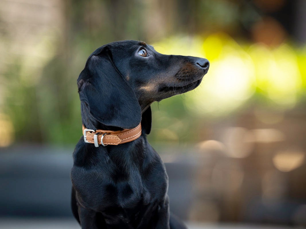 Halsband Mini Klassik Soft