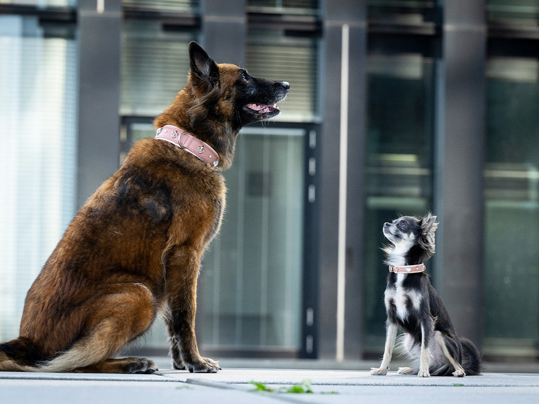 Halsband Mini Nesthäkchen