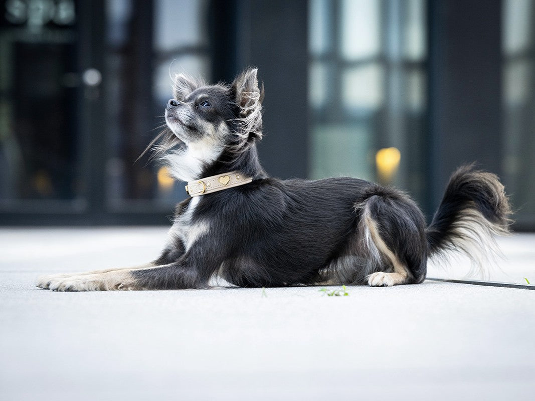 Halsband Mini Ciao Mama