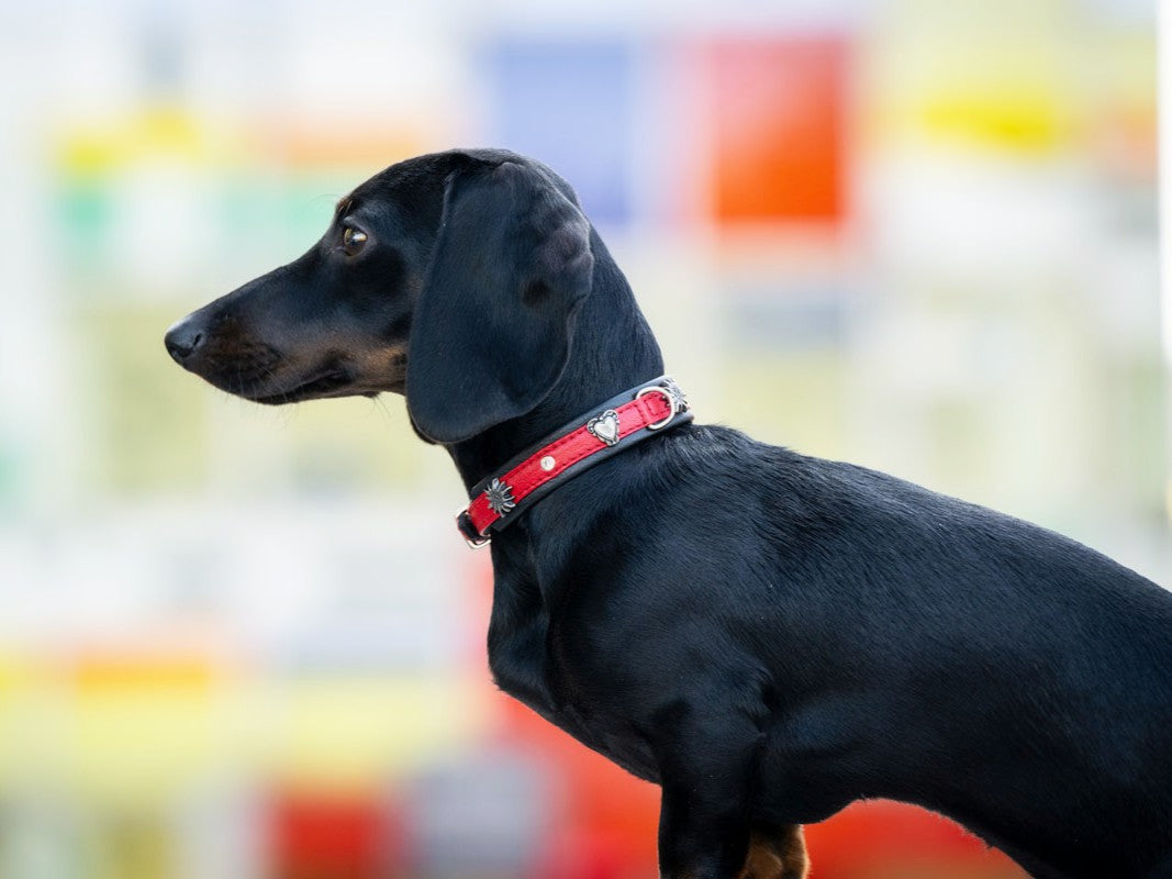 Halsband Mini Herzilein