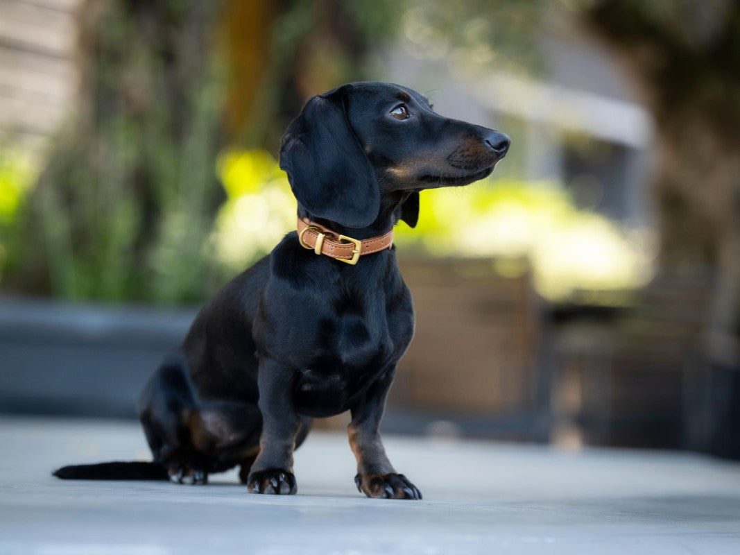 Halsband Mini Klassik Soft