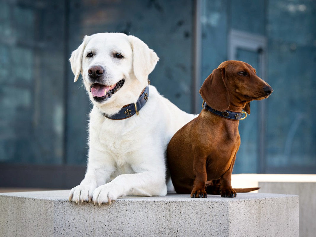 Halsband Lord & Lady