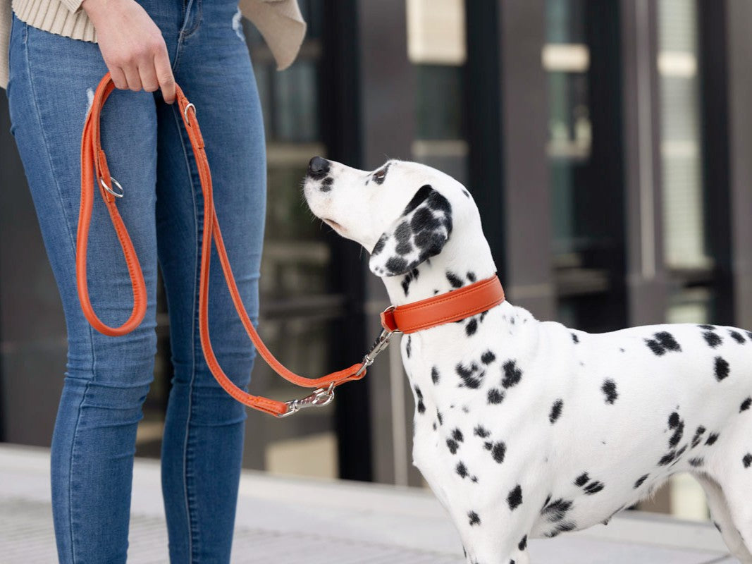 Halsband Klassik Soft Holi Color