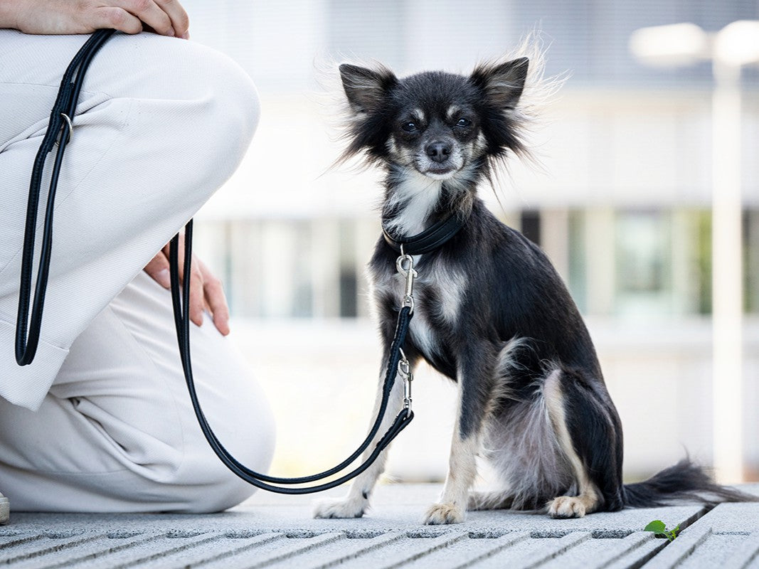 Halsband Mini Klassik