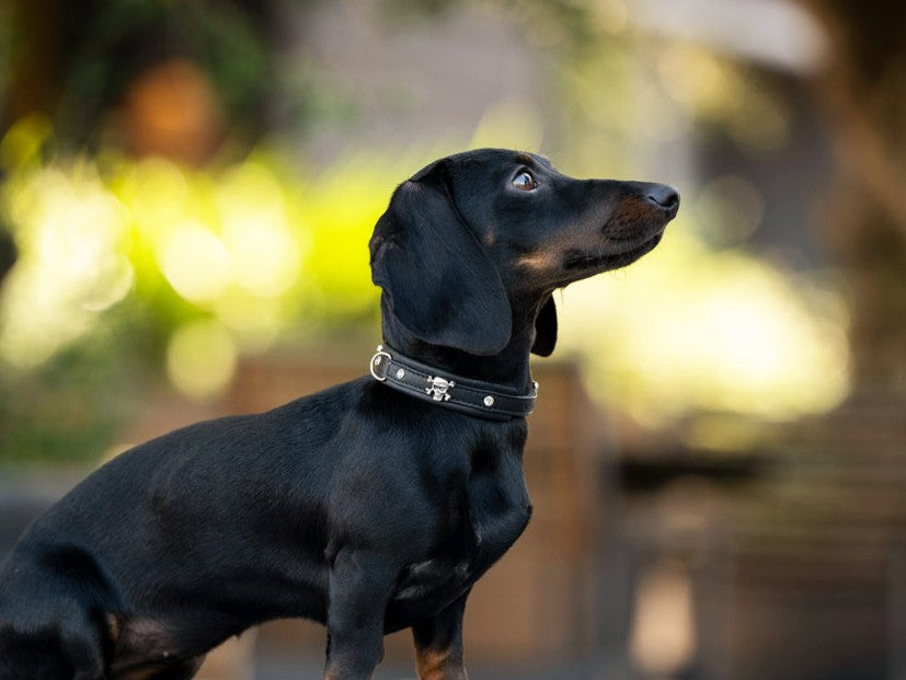 Halsband Mini Totenkopf