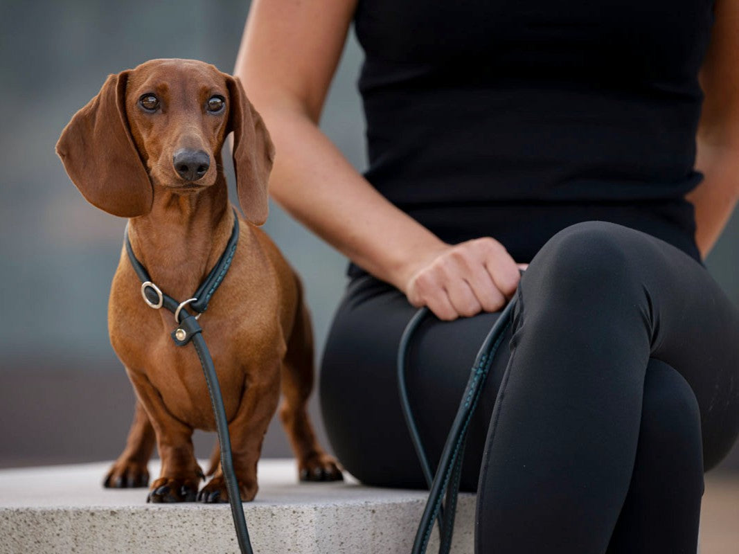 Retriever - Leine Grün