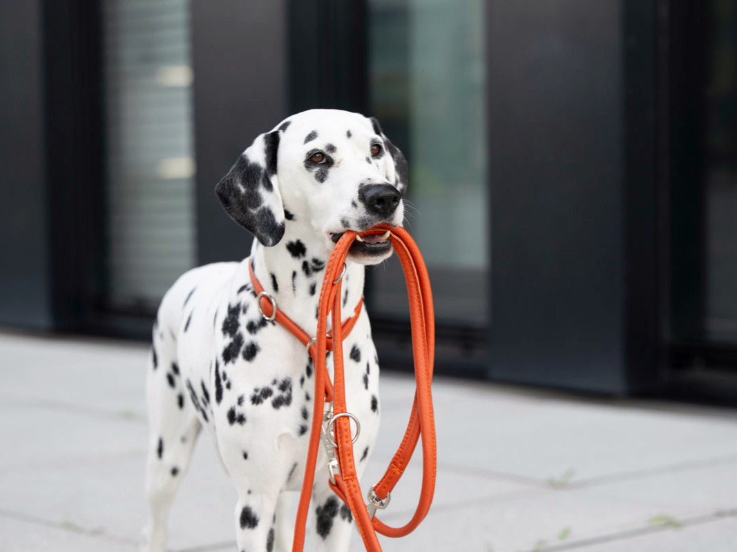 Lederleine Rundgenäht Holi Color