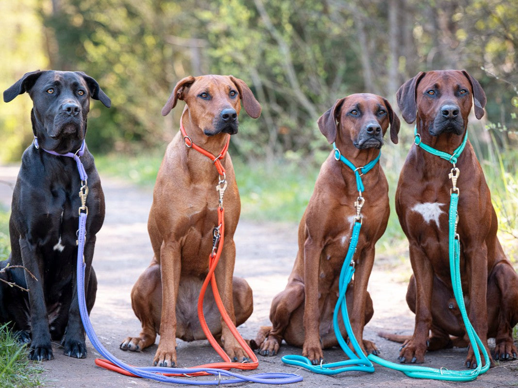 Lederleine Rundgenäht Holi Color