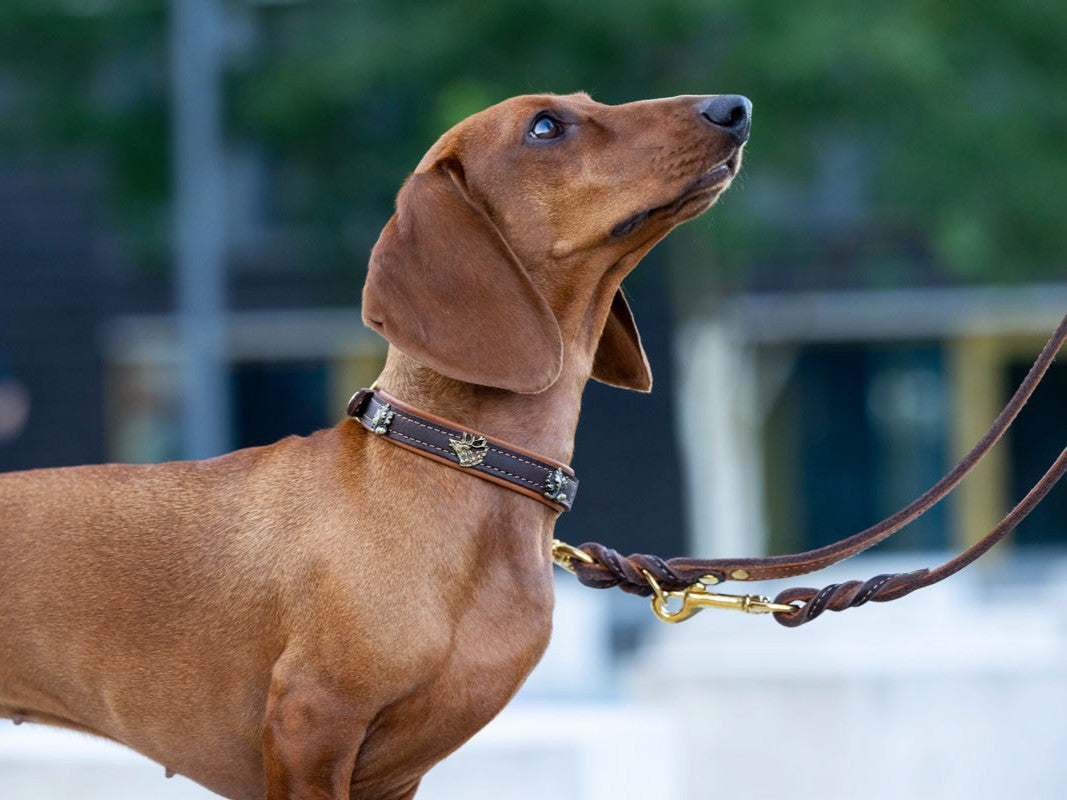 Lederleine Klassik Premium 3m Gold