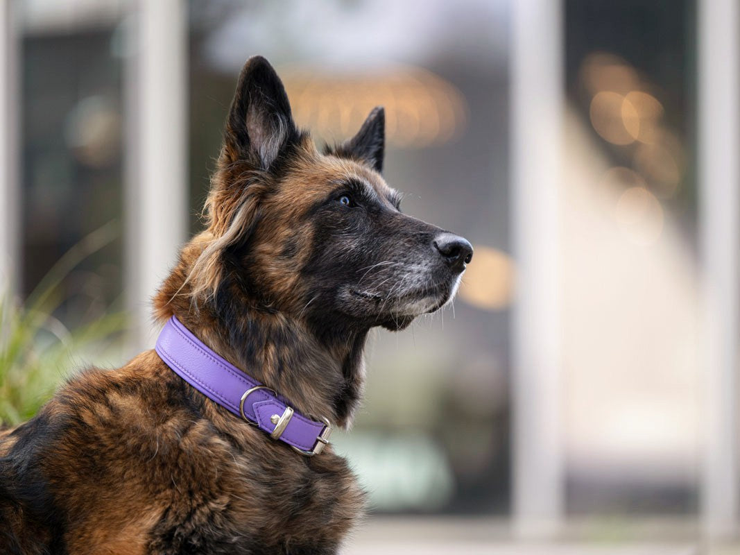 Halsband Klassik Soft Holi Color