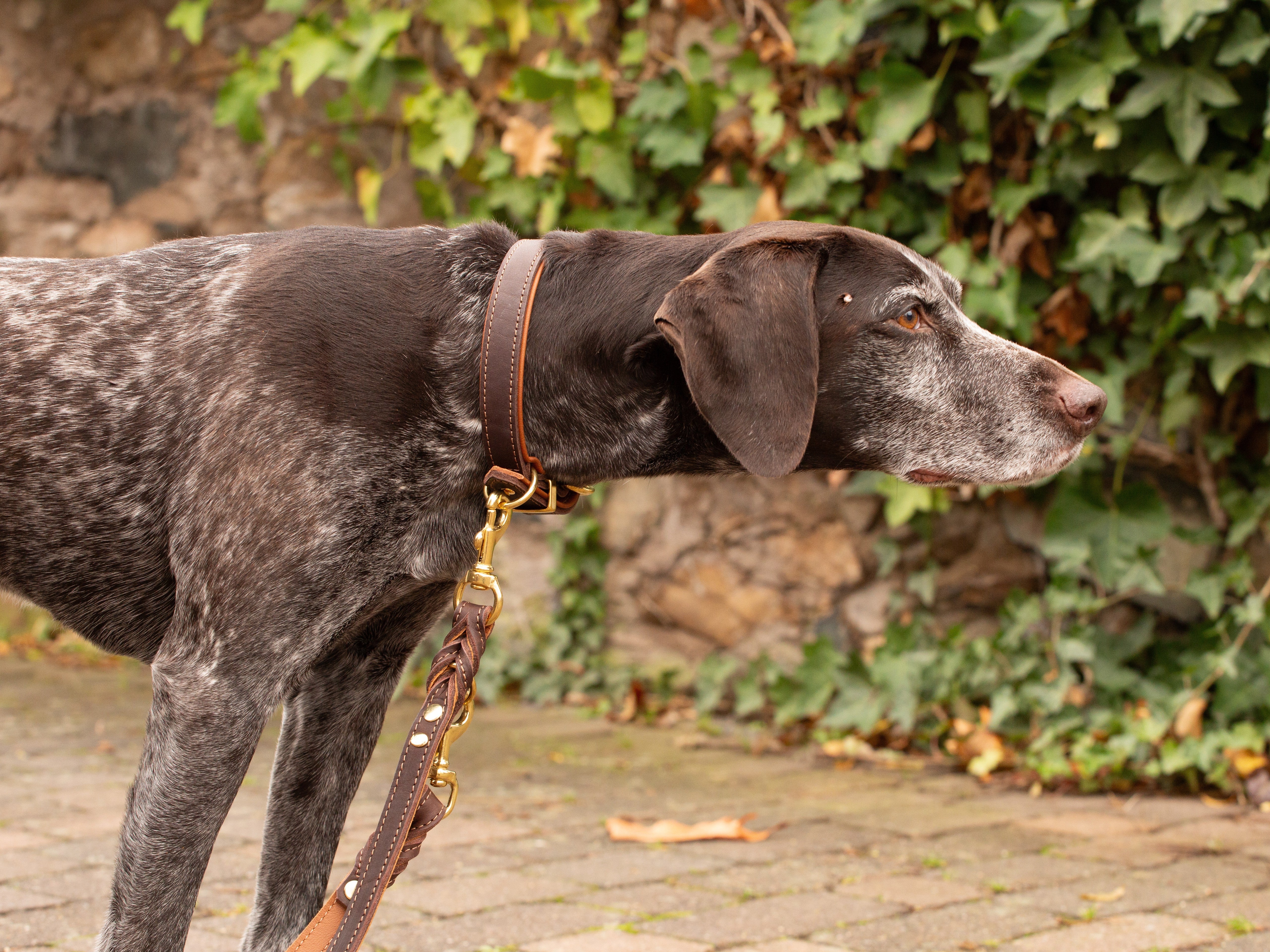 Halsband Klassik Premium Soft