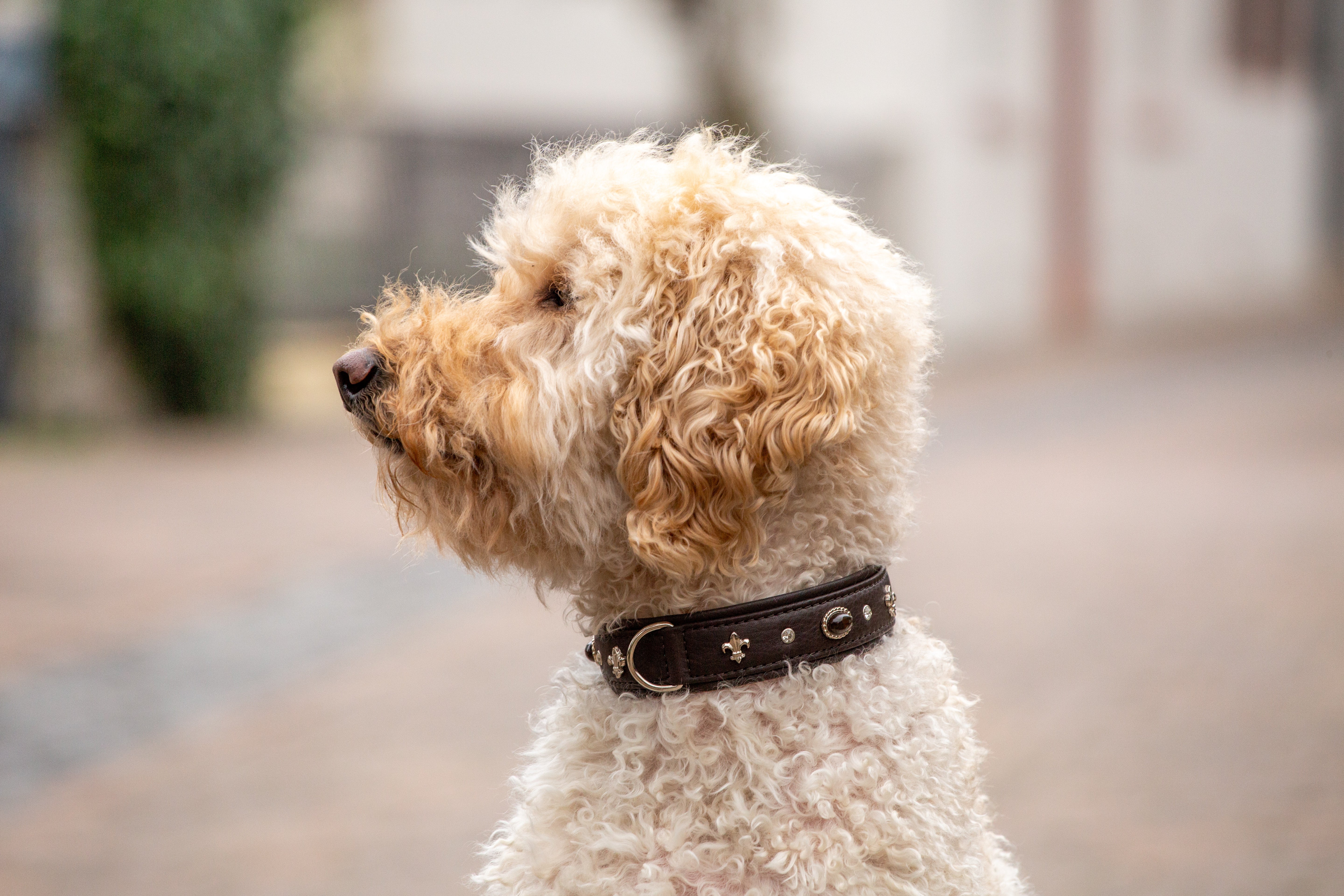 Halsband Dark Diamond