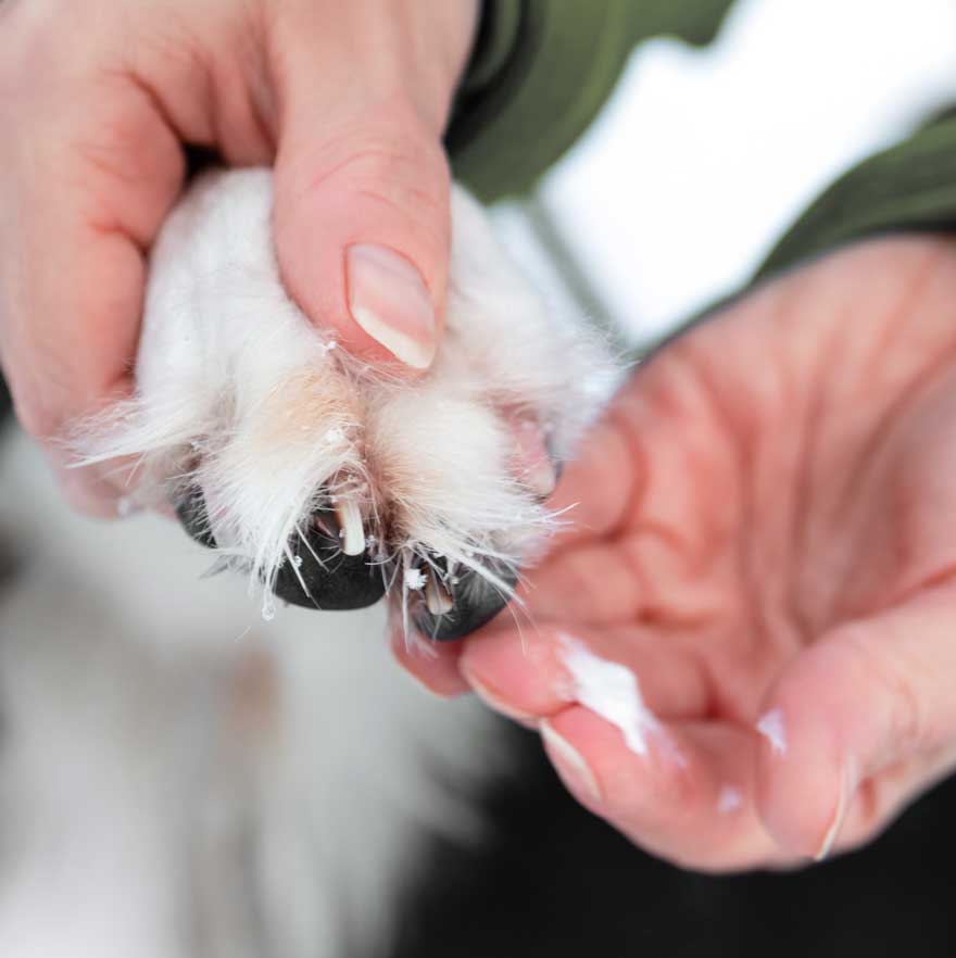 MAUL Bio - Pfotenbalm