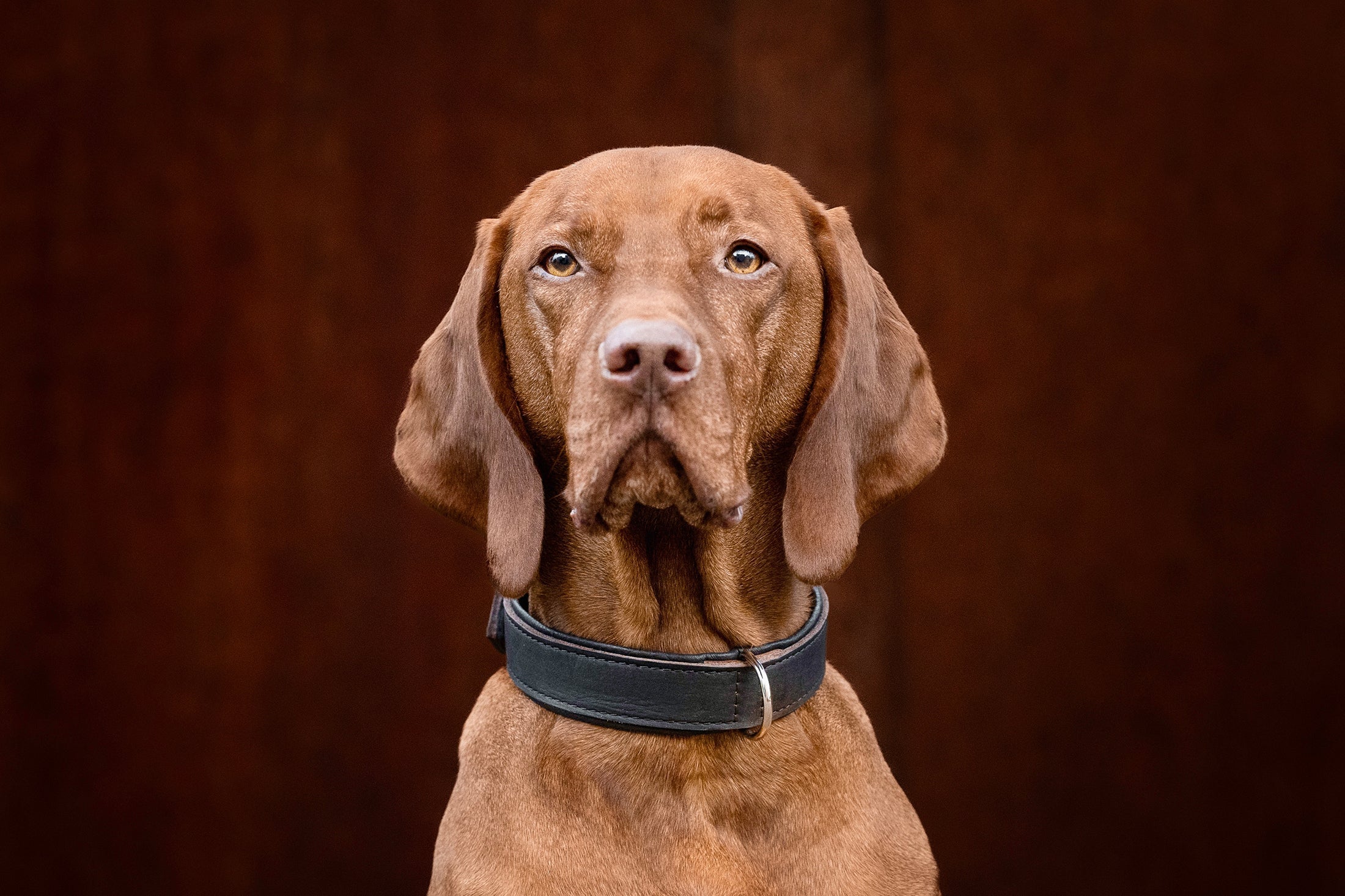 Halsband Klassik Premium Braun