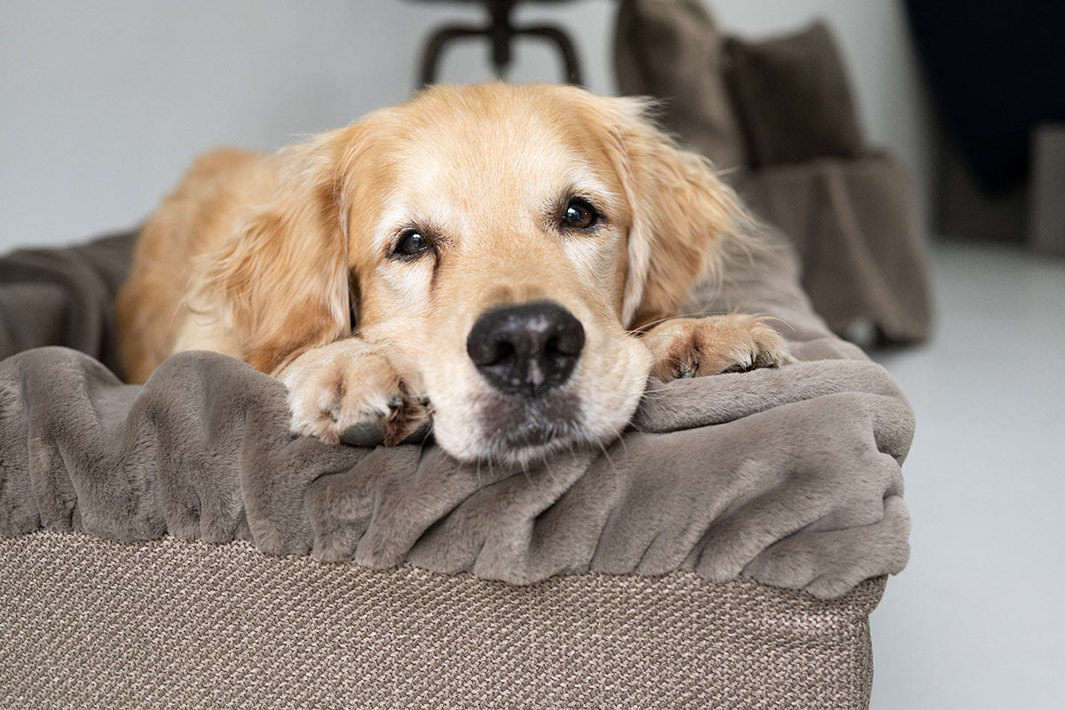 Hundebett Buddelbox®