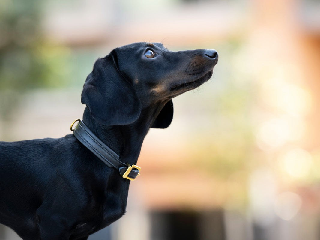 Halsband Mini Klassik