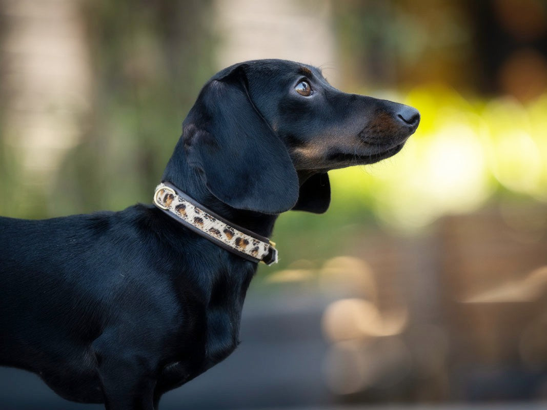 Halsband Mini Afrika