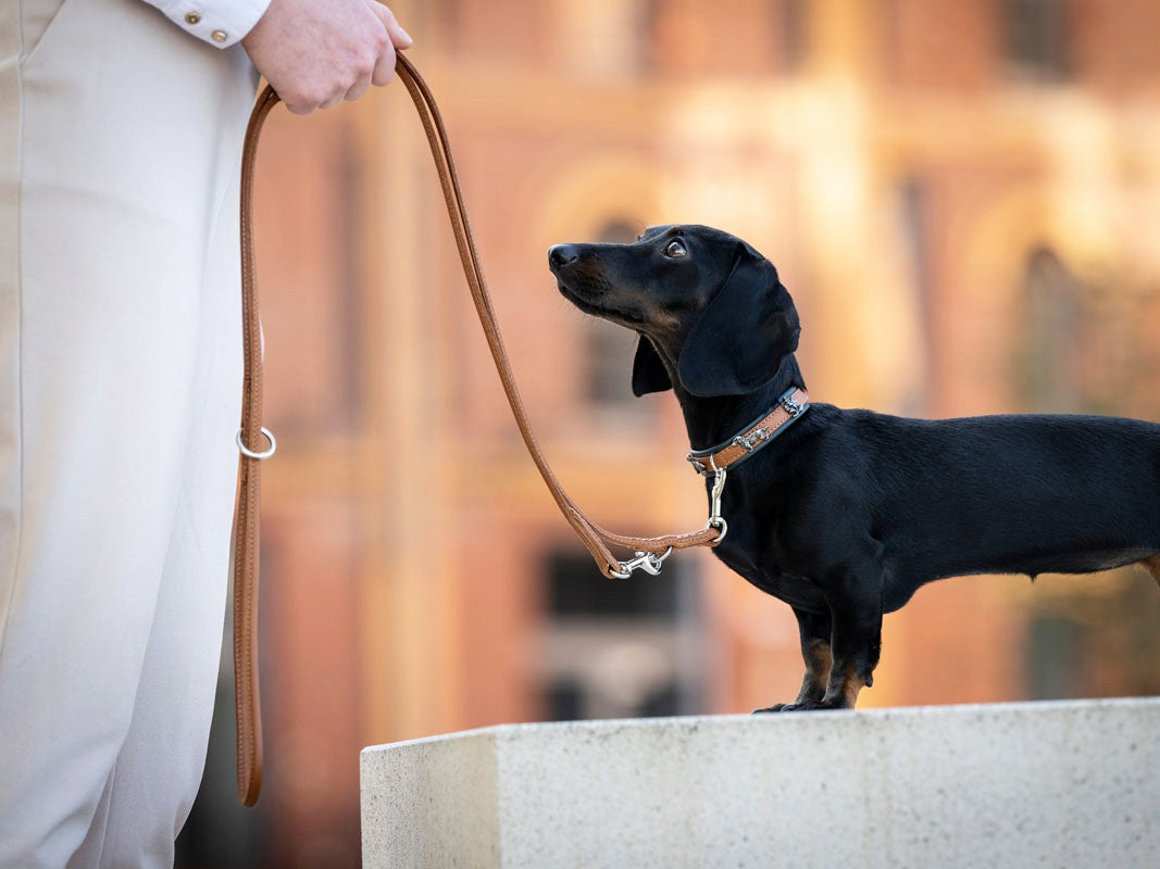 Halsband Mini Dackel