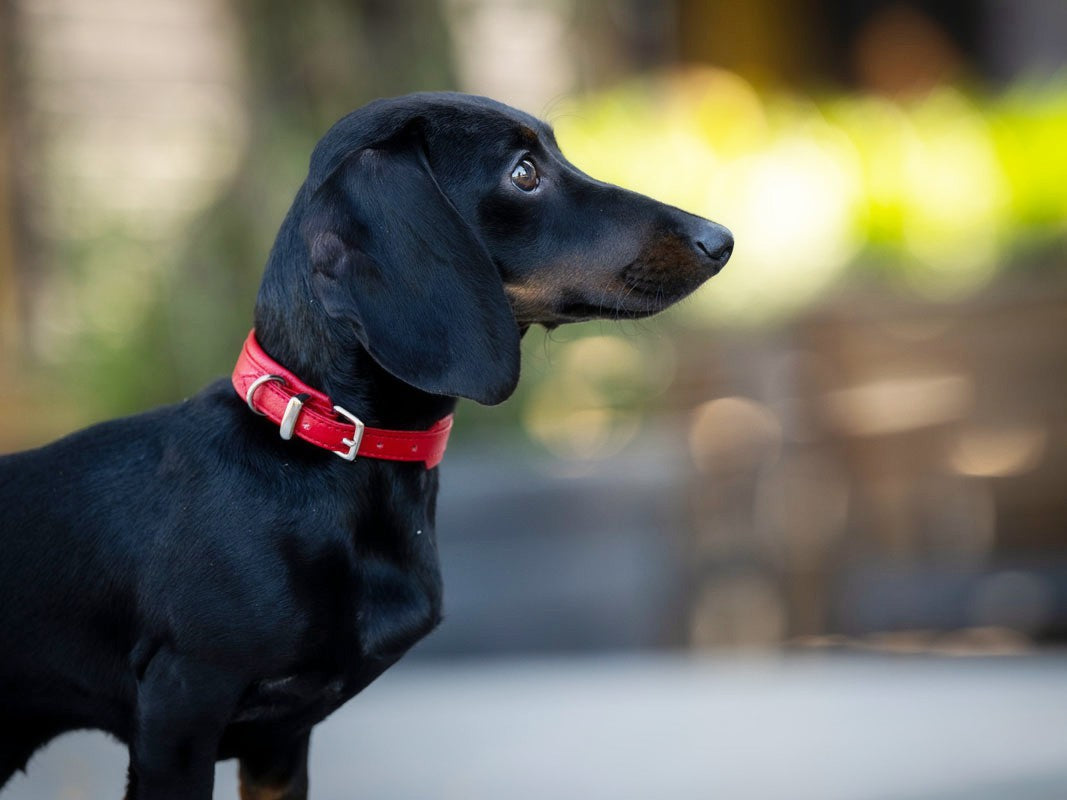 Halsband Mini Klassik Soft