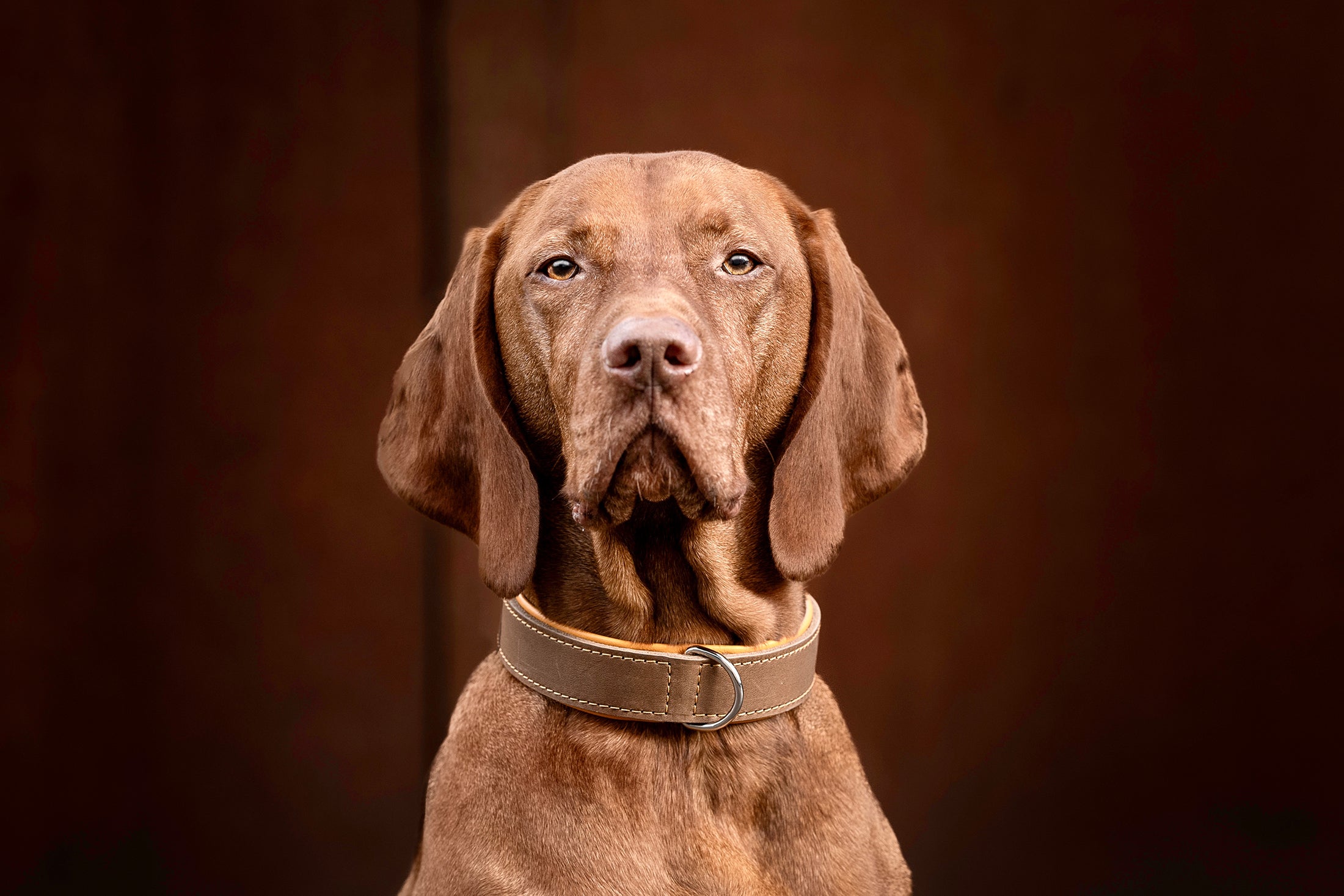 Halsband Klassik Premium Mokka