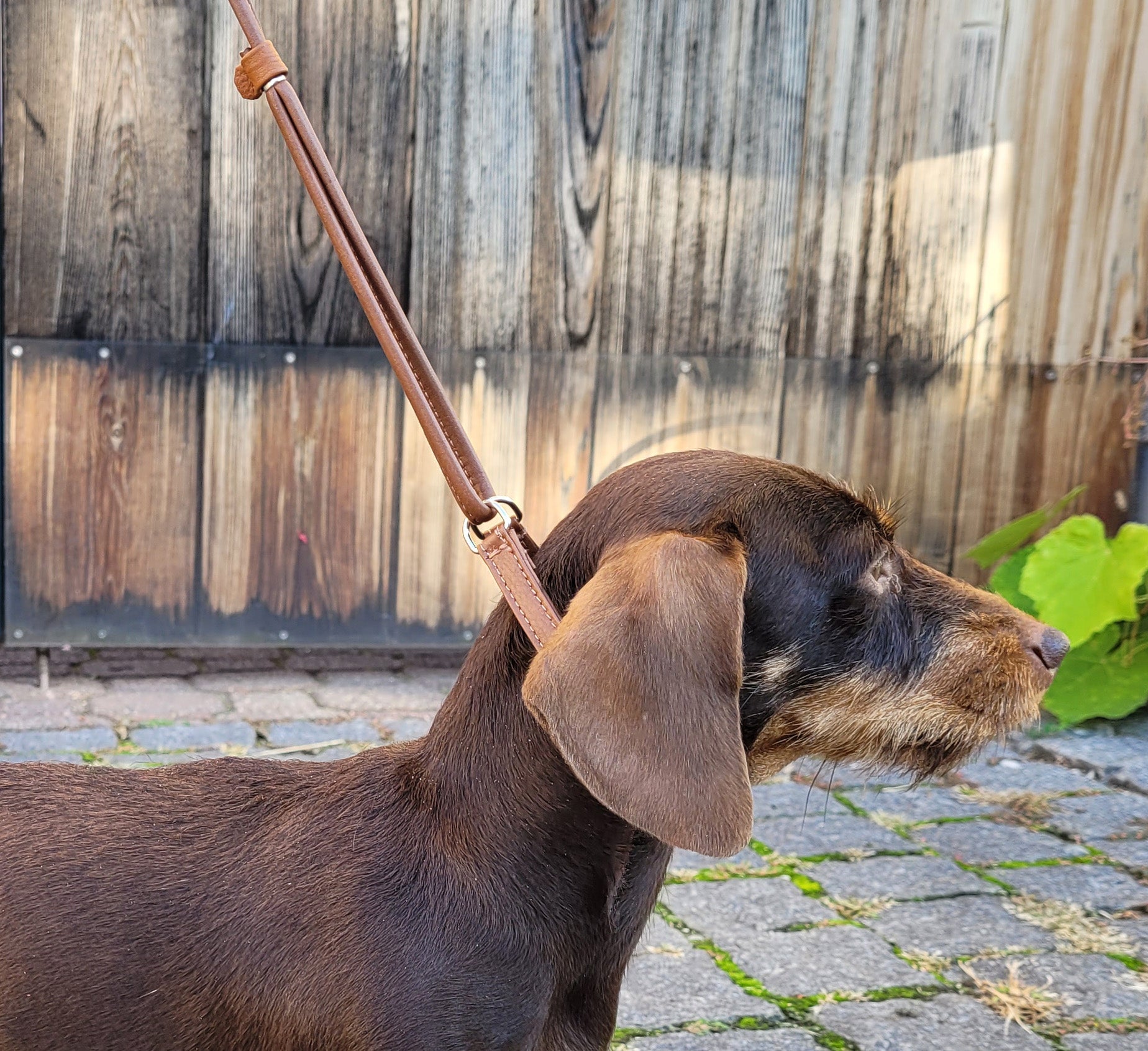 Showleine Fein mit Kehlkopfschutz