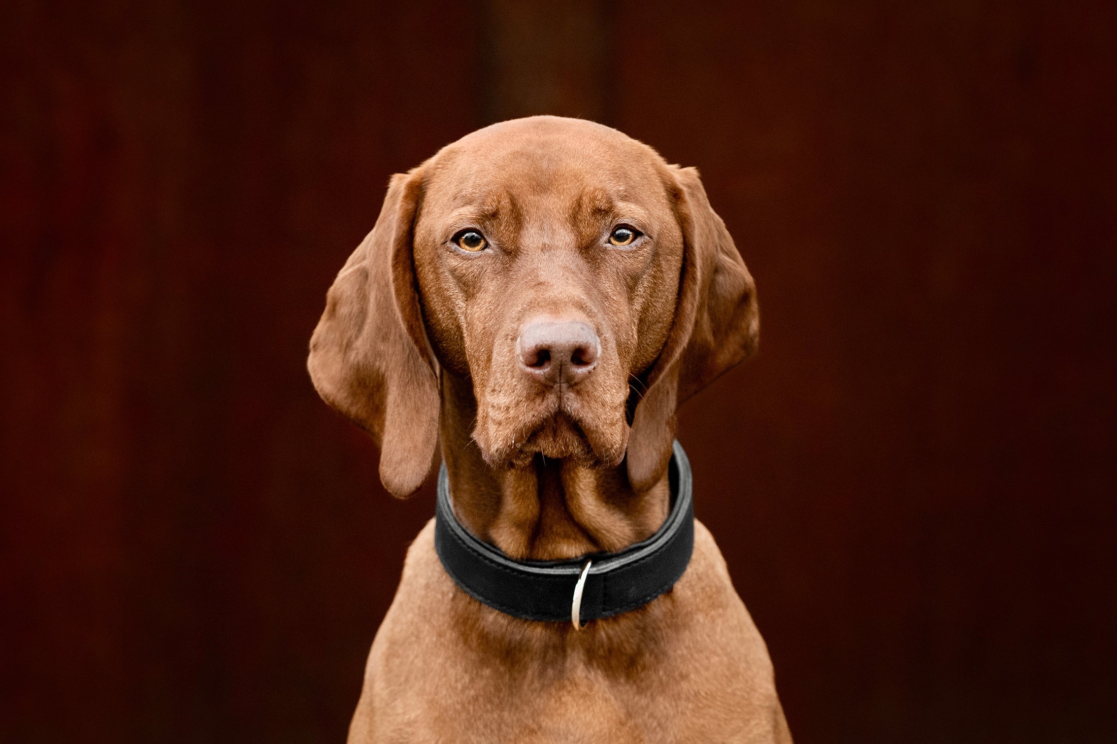 Halsband Klassik Premium Schwarz