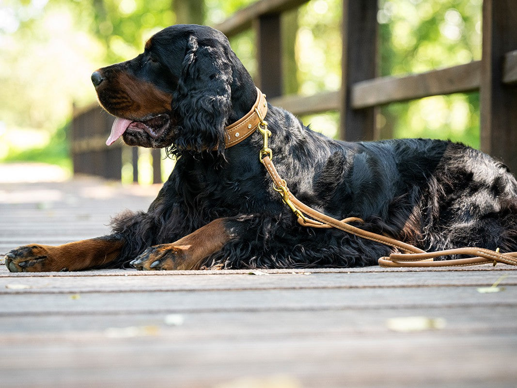 Halsband Old English