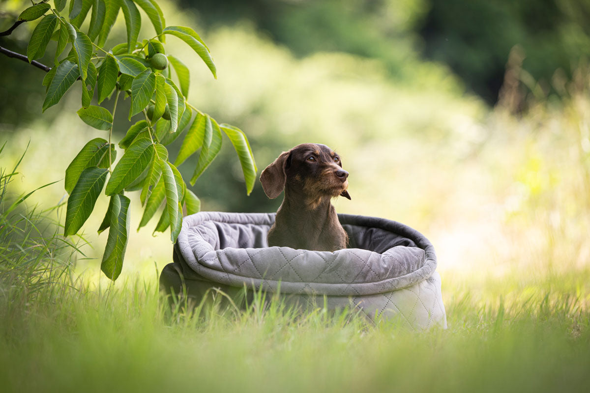 Hundekorb Catty Caro