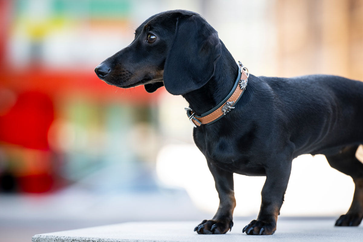 Halsband Mini Jagdglück