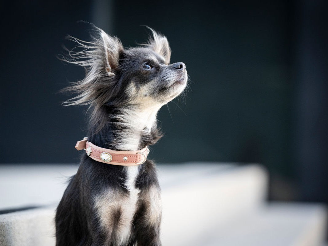 Halsband Mini Nesthäkchen