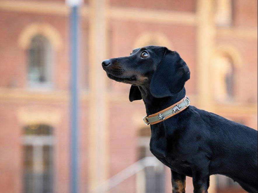 Halsband Mini Waldsheriff