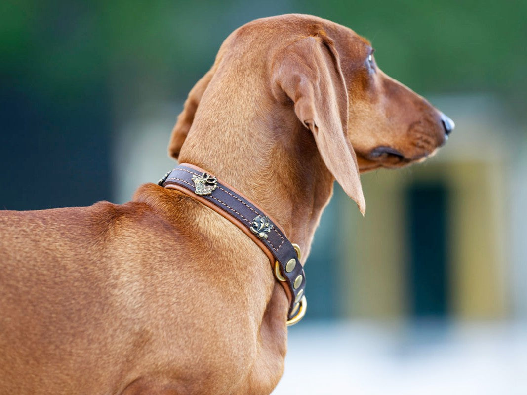 Halsband Zugstopp Wilde Liebe