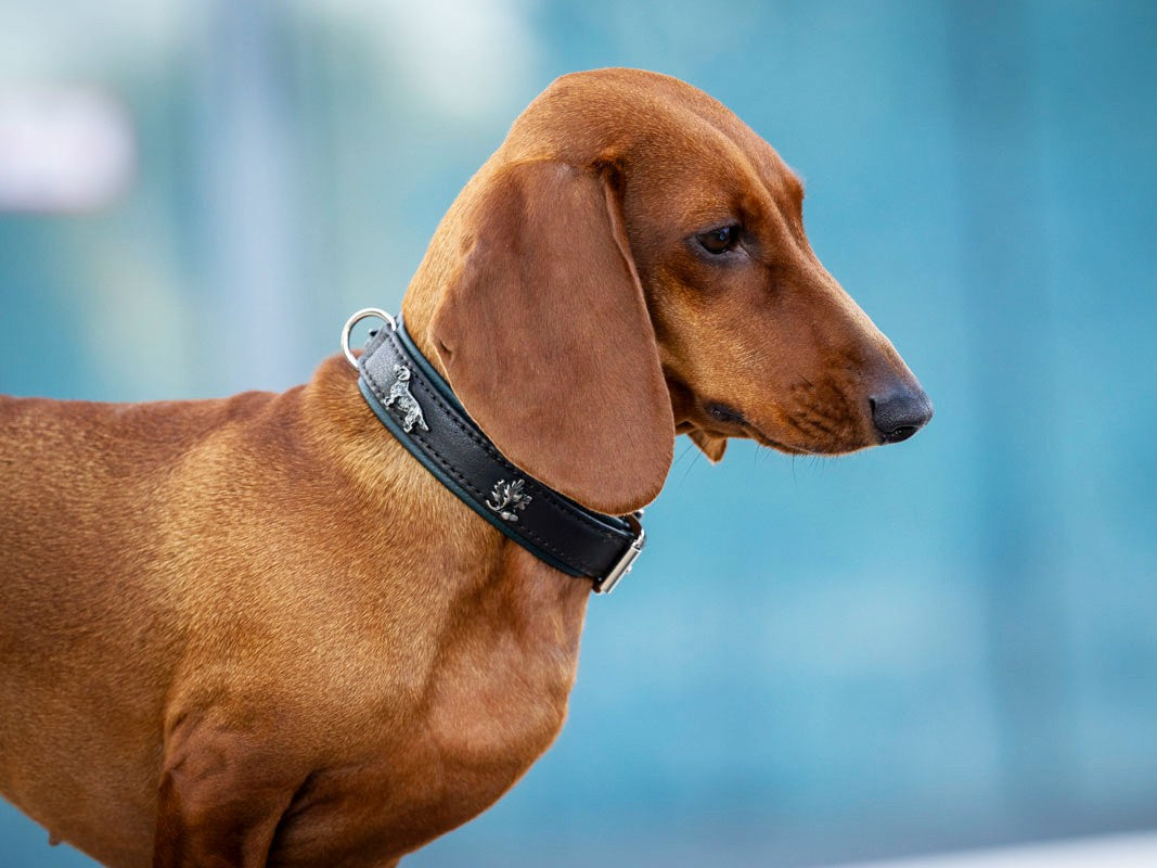 Halsband Dackel