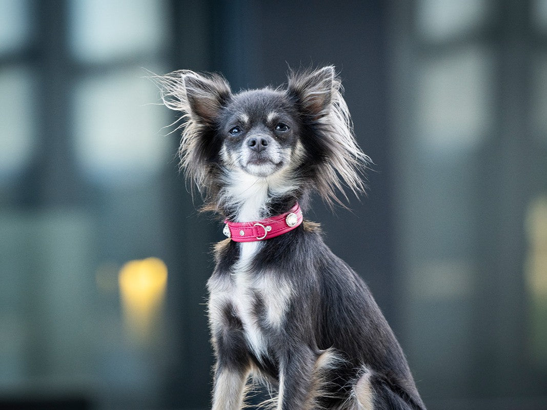 Halsband Mini Diamond Sunrise