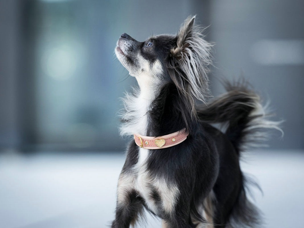 Halsband Mini Ciao Mama