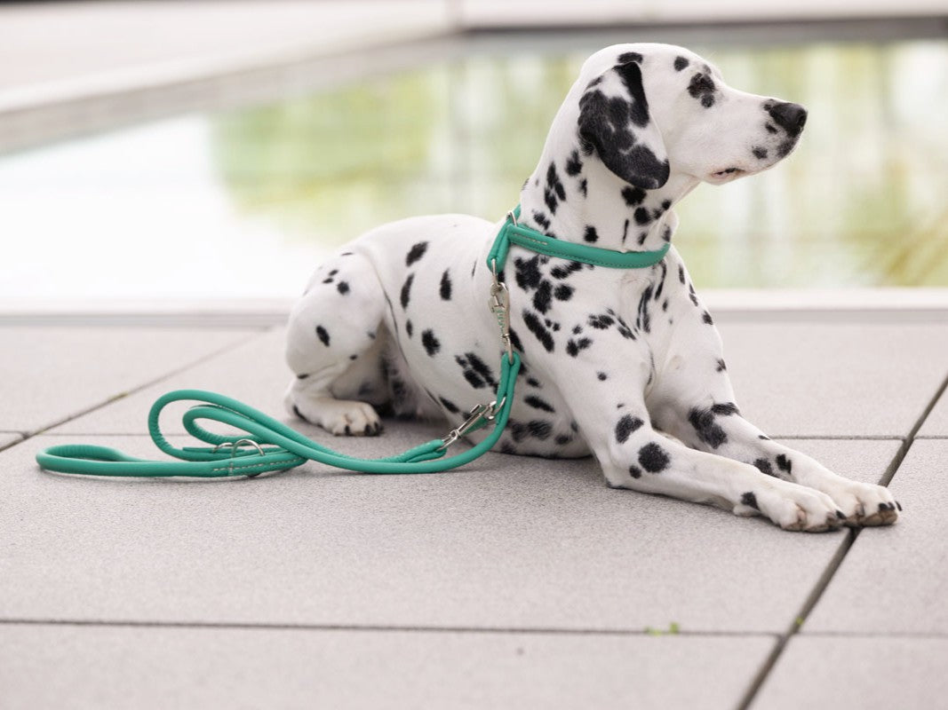 Lederleine Rundgenäht Holi Color